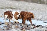 CAVALIER KING CHARLES 245